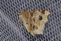 Macaria notata