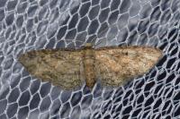 Eupithecia inturbata