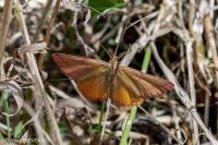 Lythria purpuraria