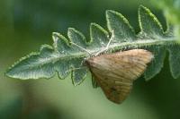 Udea ferrugalis