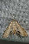 Cataclysta lemnata
