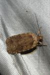 Agonopterix ciliella/heracliana