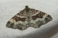 Epirrhoe alternata