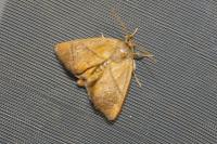 Apoda limacodes