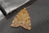 Cosmia trapezina