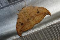 Drepana falcataria