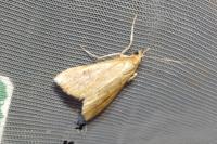 Udea ferrugalis
