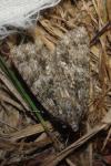 Acronicta rumicis