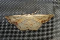 Cyclophora punctaria
