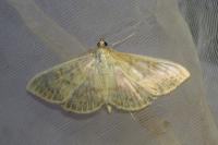 Patania ruralis