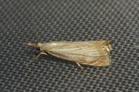 Chrysoteuchia culmella