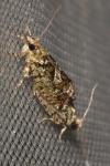 Zeiraphera isertana