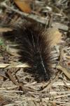Spilosoma lubricipeda