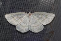 Cabera exanthemata