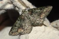 Cleorodes lichenaria