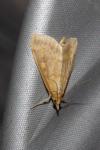 Ostrinia nubilalis/scapulalis