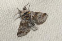 Furcula furcula