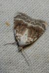 Meganola albula