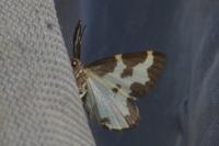 Lomaspilis marginata