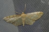 Idaea fuscovenosa