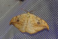 Drepana falcataria