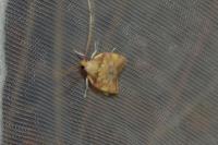 Carcina quercana