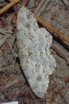 Ectropis crepuscularia