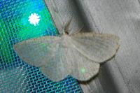 Cabera exanthemata