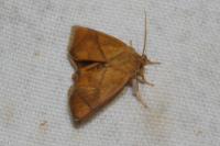 Apoda limacodes
