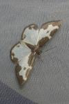 Lomaspilis marginata
