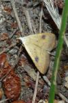 Rivula sericealis