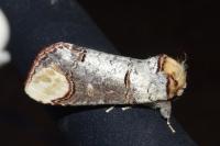 Phalera bucephala