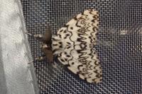 Lymantria monacha