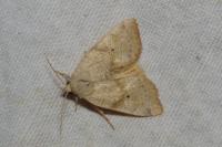 Cosmia trapezina