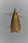 Donacaula forficella