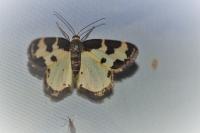 Lomaspilis marginata