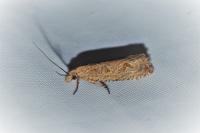 Bactra lancealana