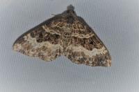 Epirrhoe alternata