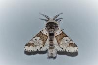 Furcula furcula