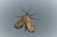Cataclysta lemnata