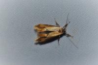 Batia lunaris