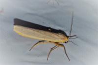 Eilema caniola