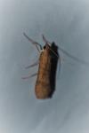 Nomophila noctuella
