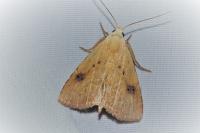 Rivula sericealis