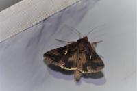 Autographa gamma