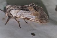 Harpyia milhauseri