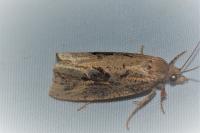 Endothenia quadrimaculana