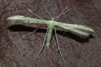 Adaina microdactyla