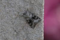 Hecatera bicolorata