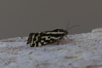 Emmelia trabealis